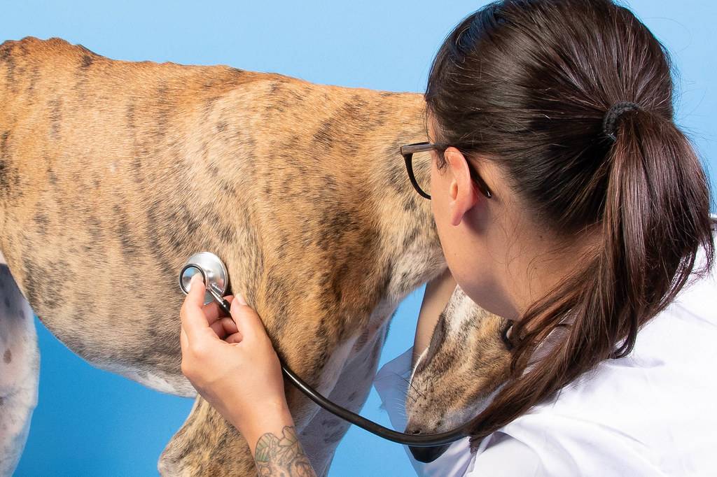 As “Pandemic Pet” Ownership Spikes, Vet Care Faces Critical Declines Amidst Burnout